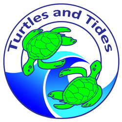Turtles and Tides 